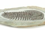 Lower Cambrian Trilobite (Longianda) - Issafen, Morocco #234555-2